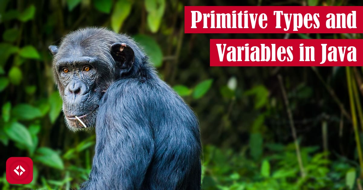 Primitive Types and Variables in Java Featured Image