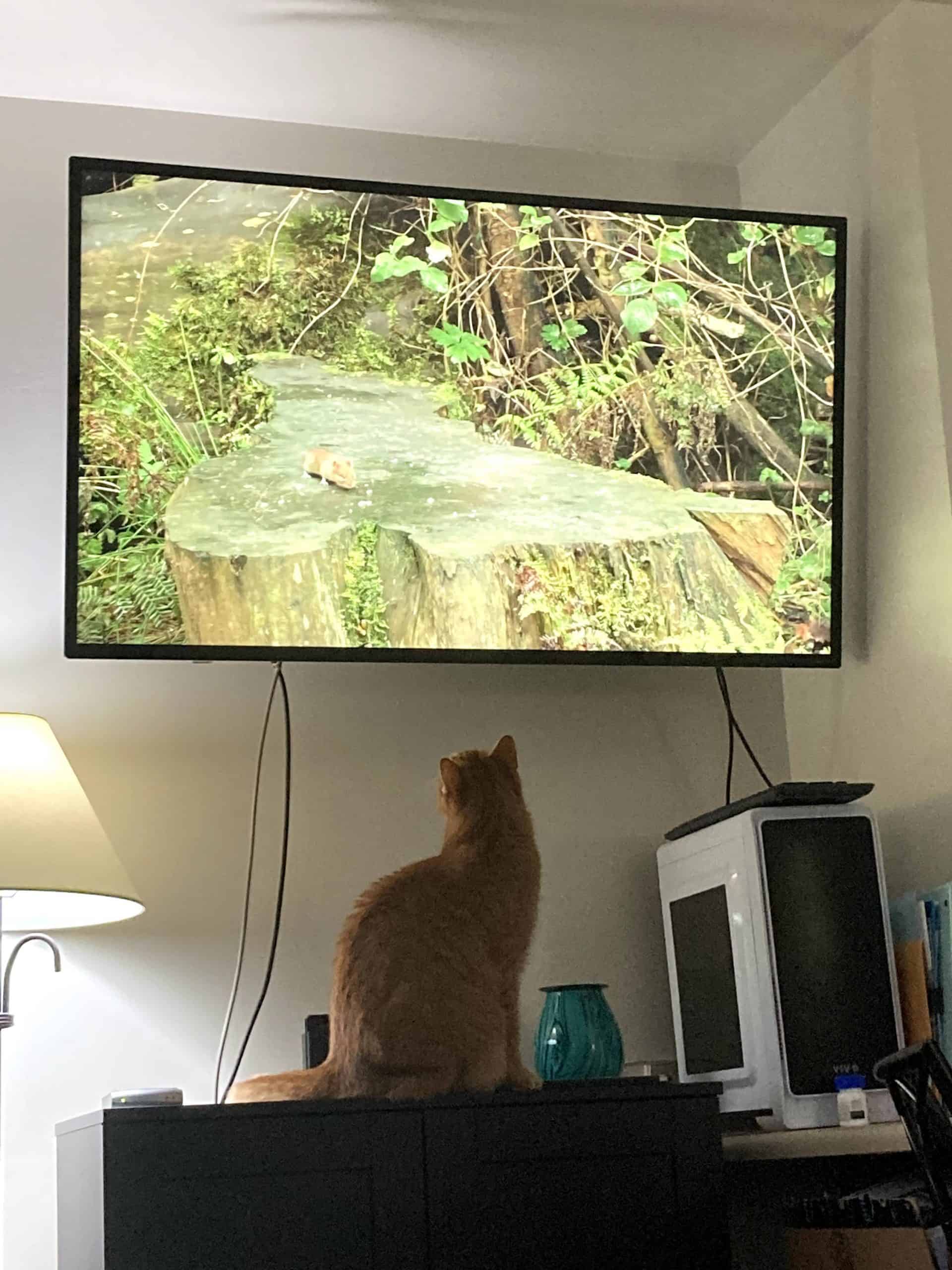 Mandy Watching a Chipmunk on TV