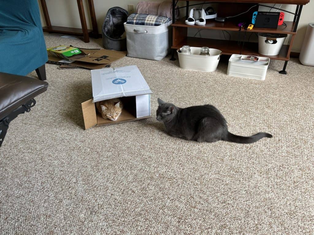 Mandy and Reina Find a Box