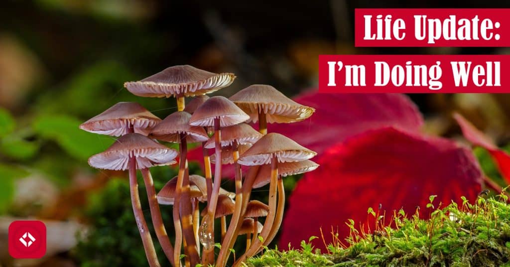 A photo of some mushrooms as a play on the idea of an empire in decay with the title of the article overlayed.